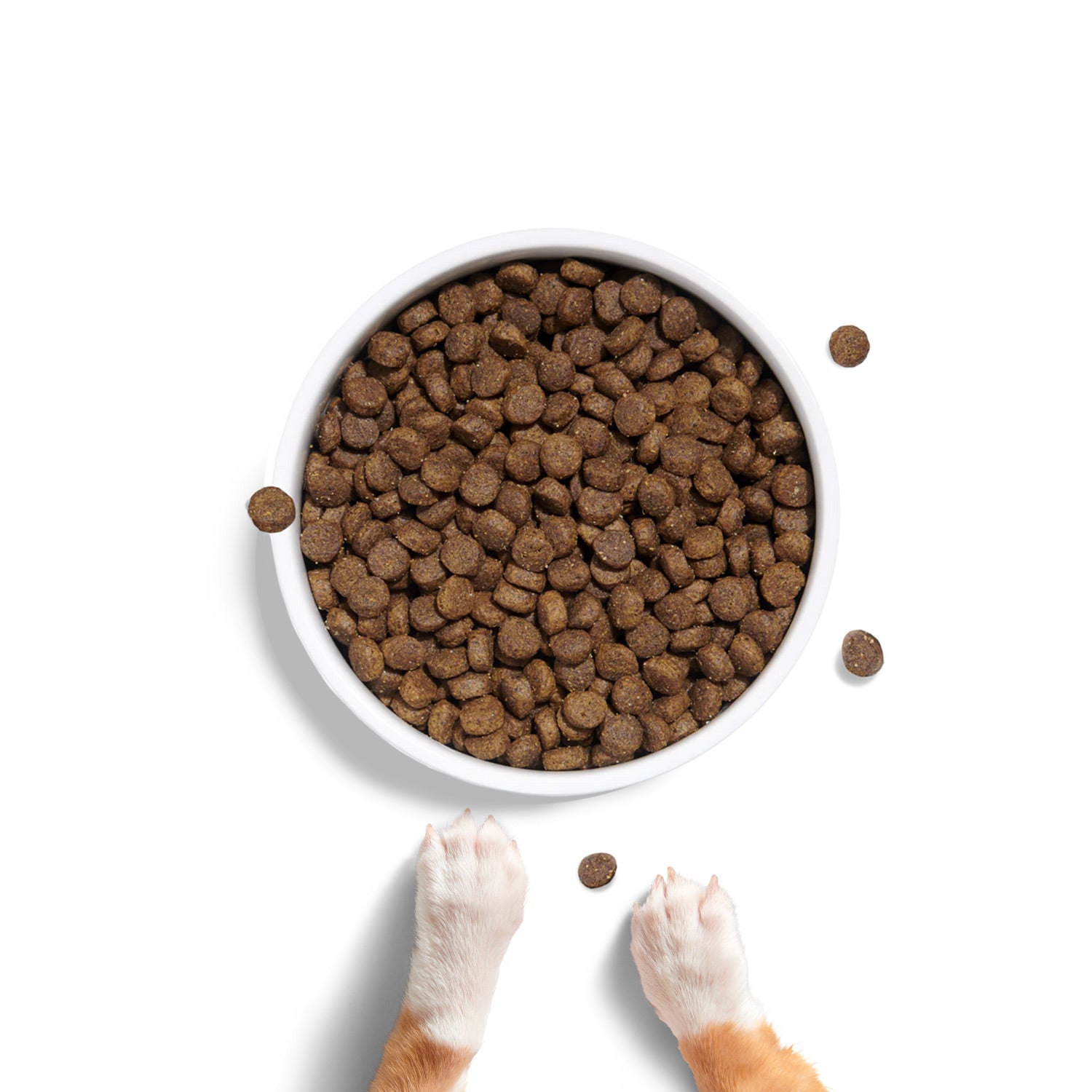 Chihuahua Puppy Food and Supplements BARK Food