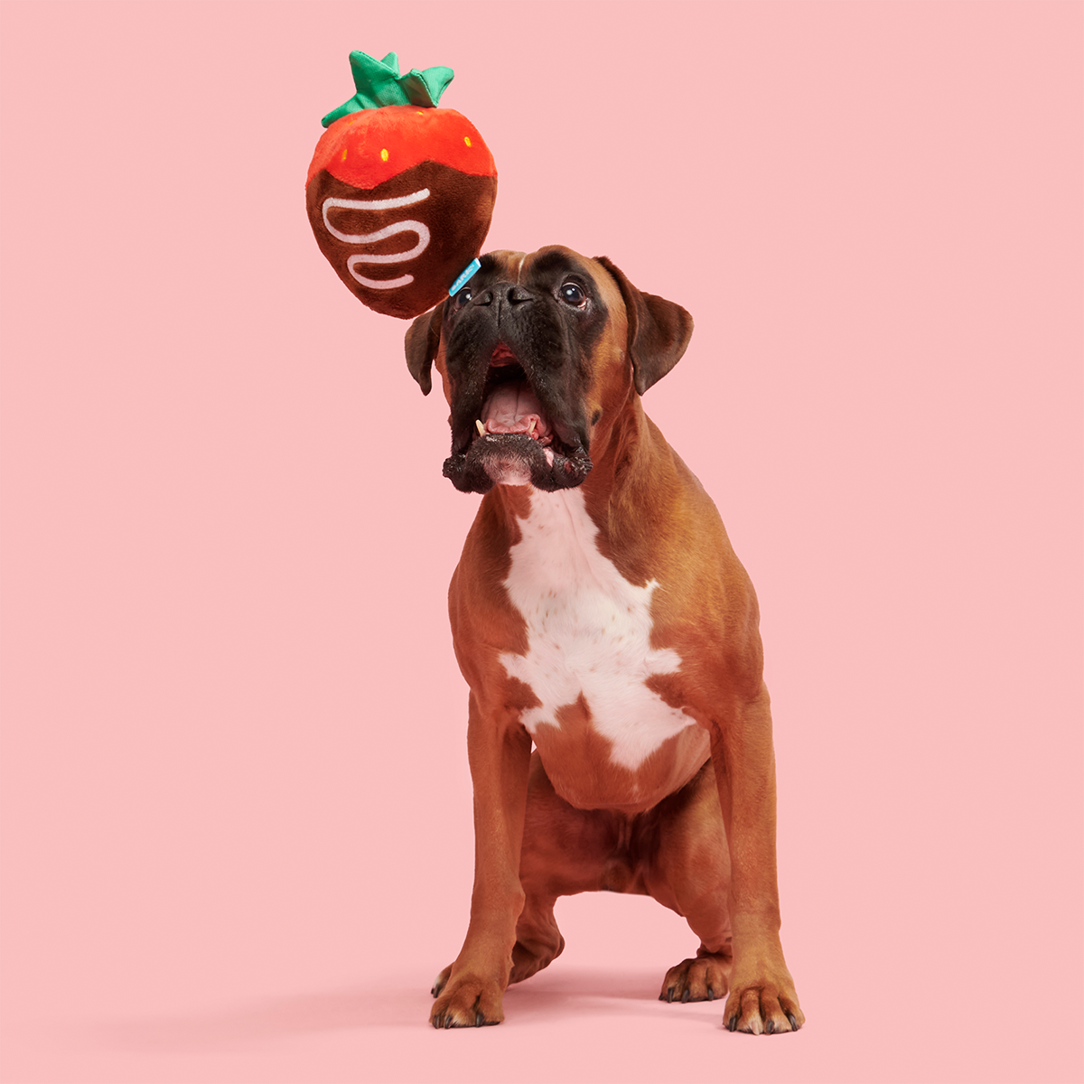 Chocolate Slobber Strawberry Plush Fetch Dog Toy