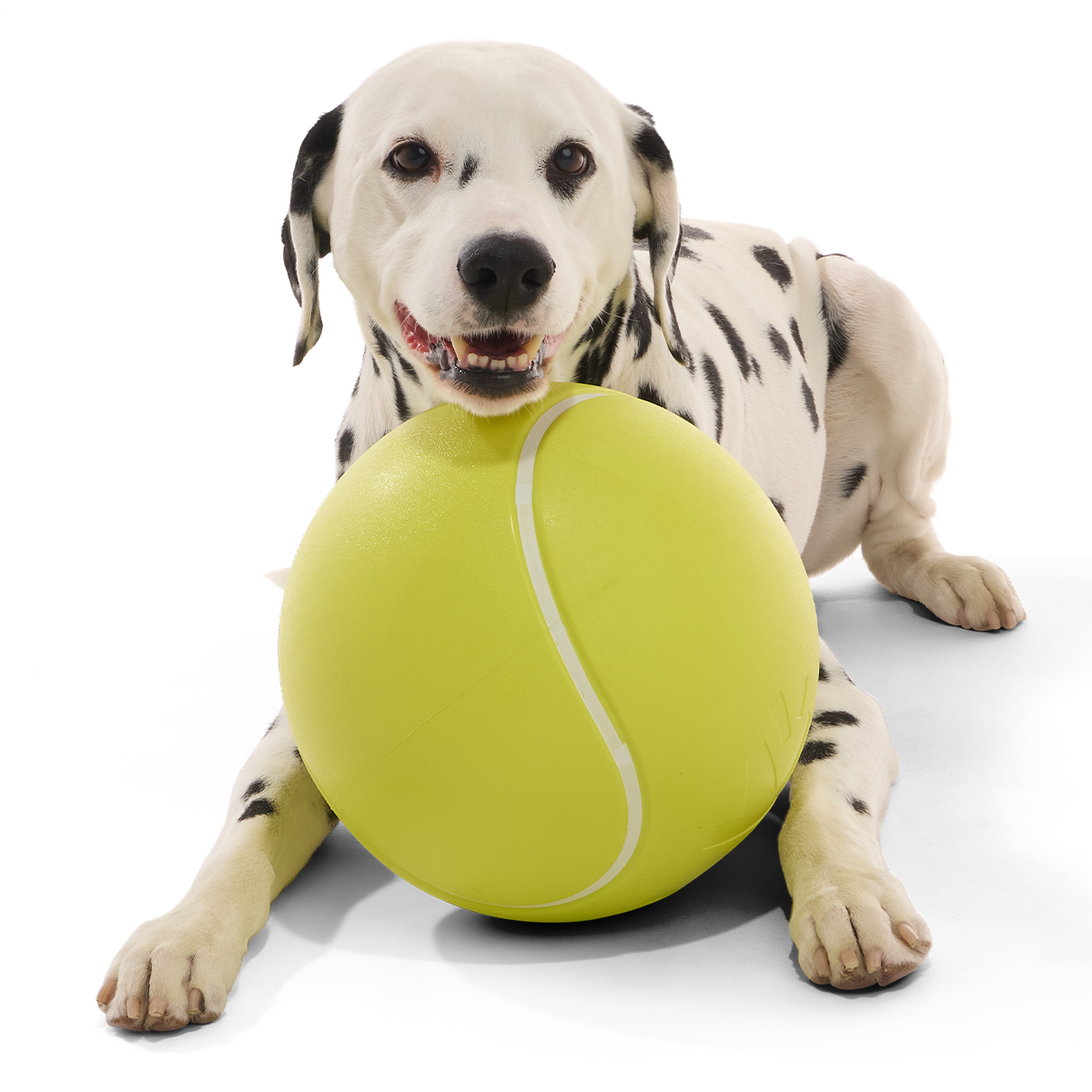 Chompianship Ball Super Chewer Durable Extra-Large + Fetch Dog Toy