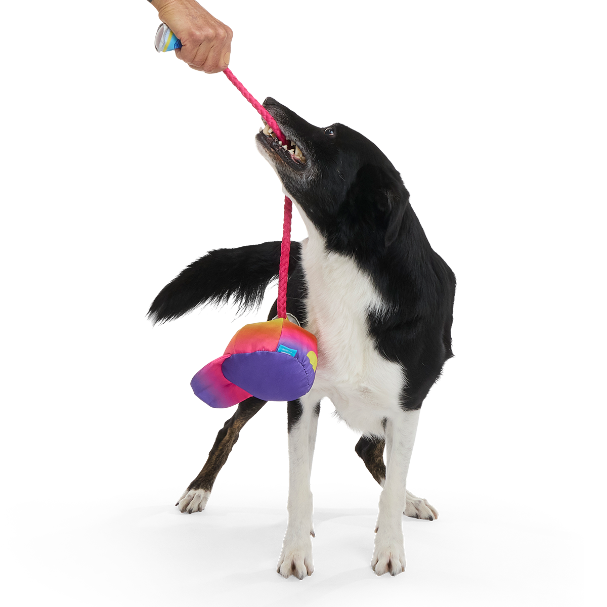 Chug n' Tug Hat Plush Dog Toy