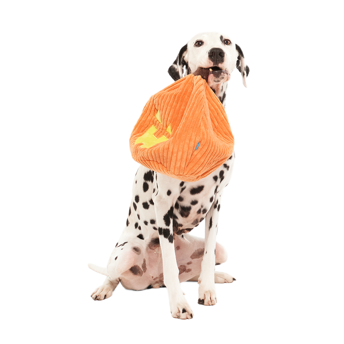 Chumpkin Plush Tug Dog Toy
