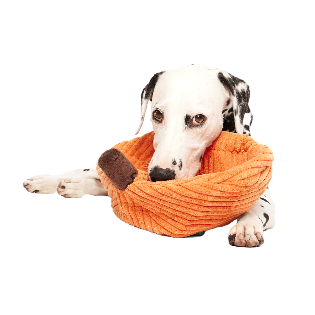 Chumpkin Plush Tug Dog Toy