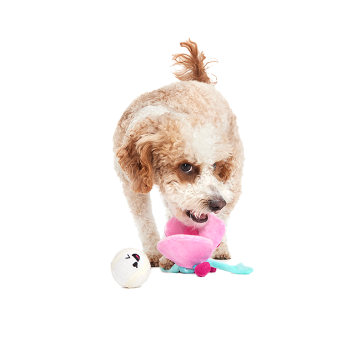 Clamantha Plush Multi-Part + Fetch Dog Toy