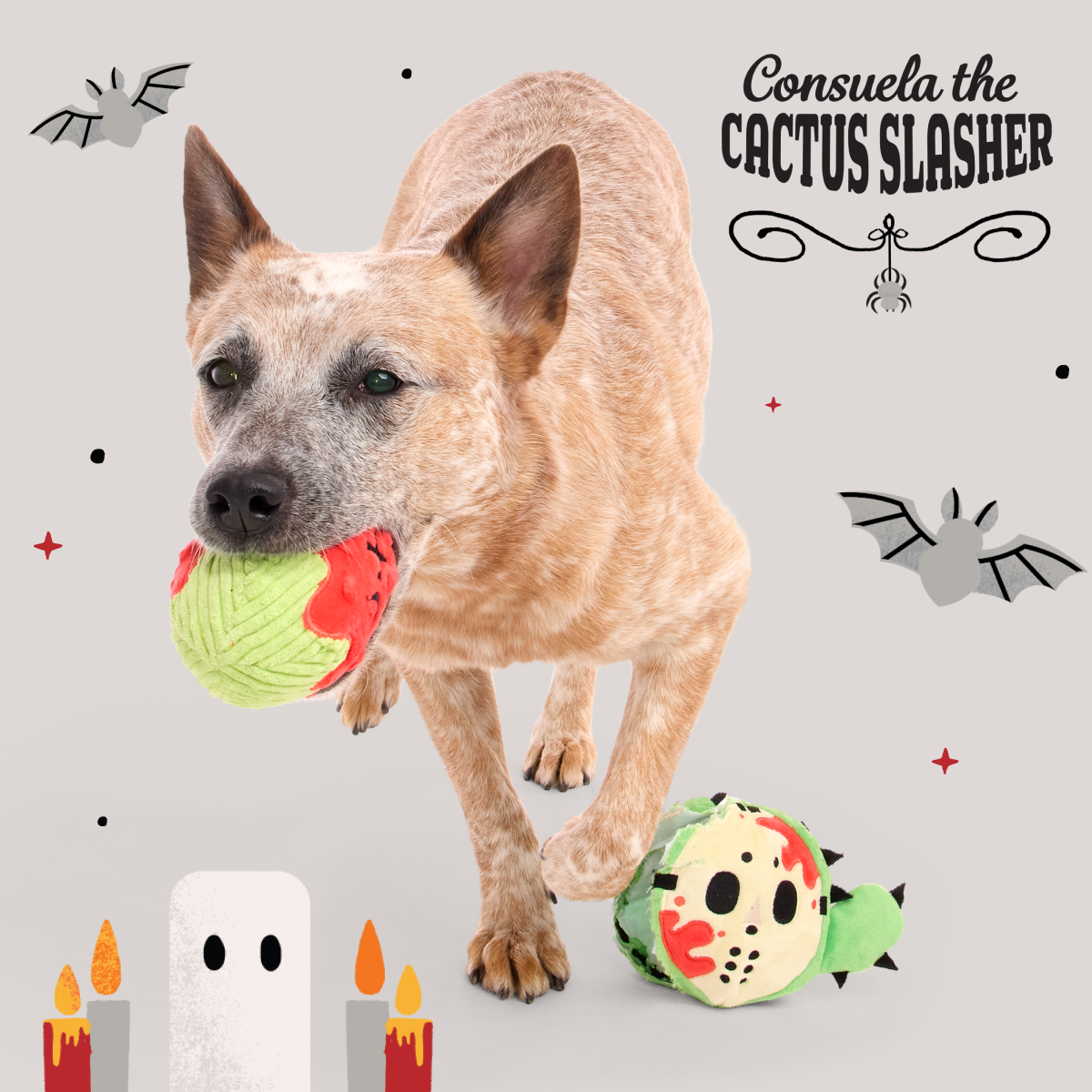 Consuela the Cactus Club, Plush 2-in-1 Monthly Dog Toys