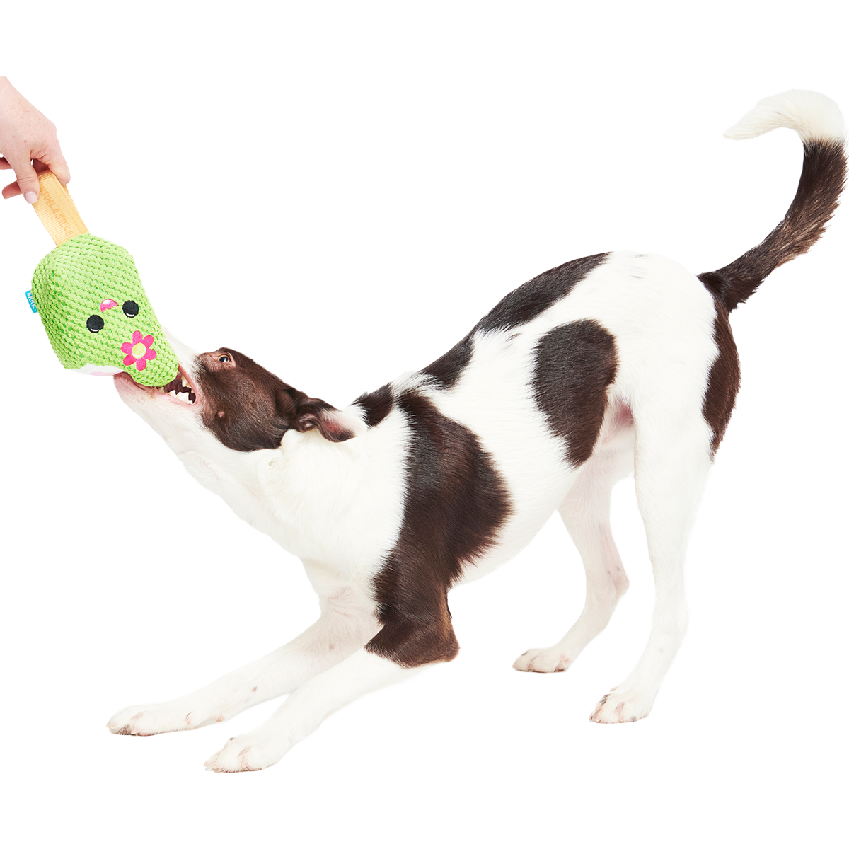 Consuela Pop Plush 2-in-1 + Tug Dog Toy