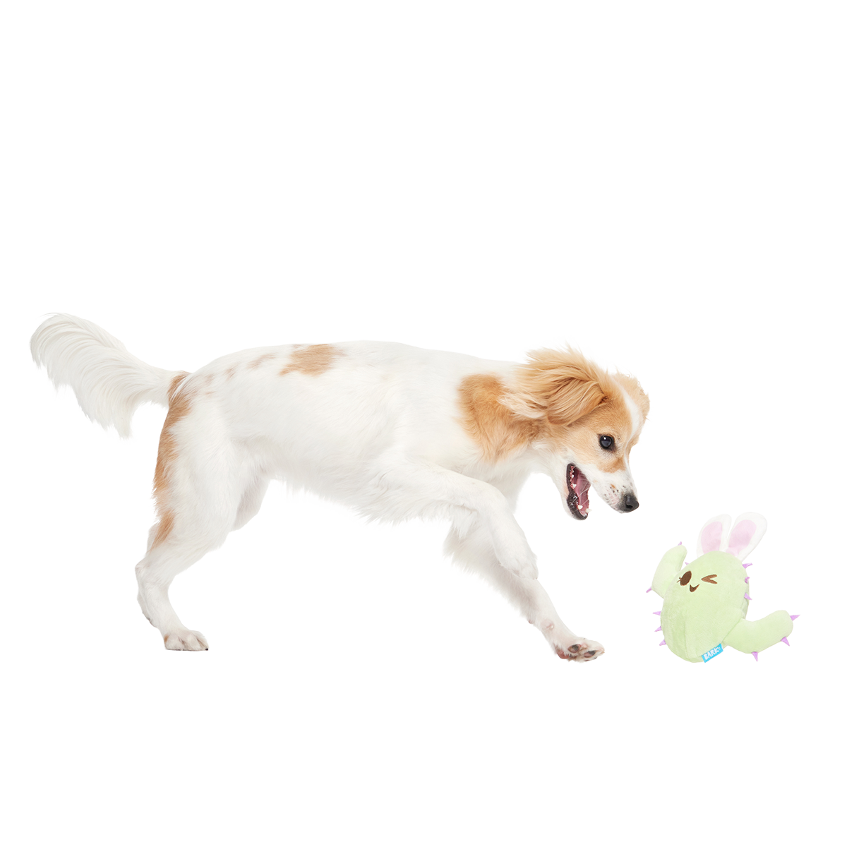 Consuela the Hoppy Cactus Plush 2-in-1 + Tug Dog Toy
