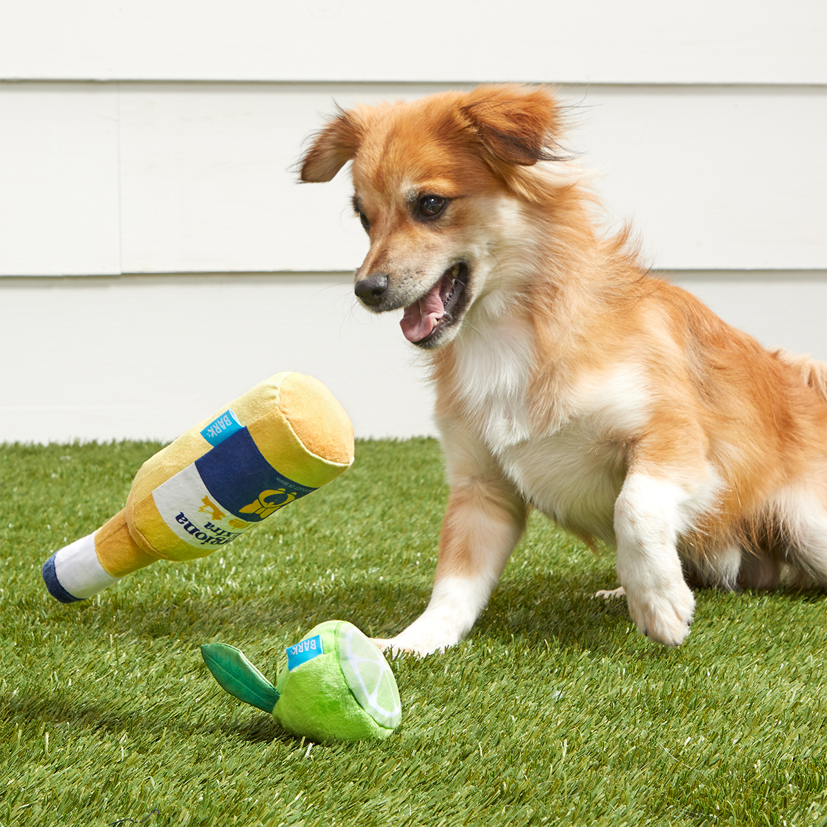 Corgiona With Lime Plush Multi-Part Dog Toy