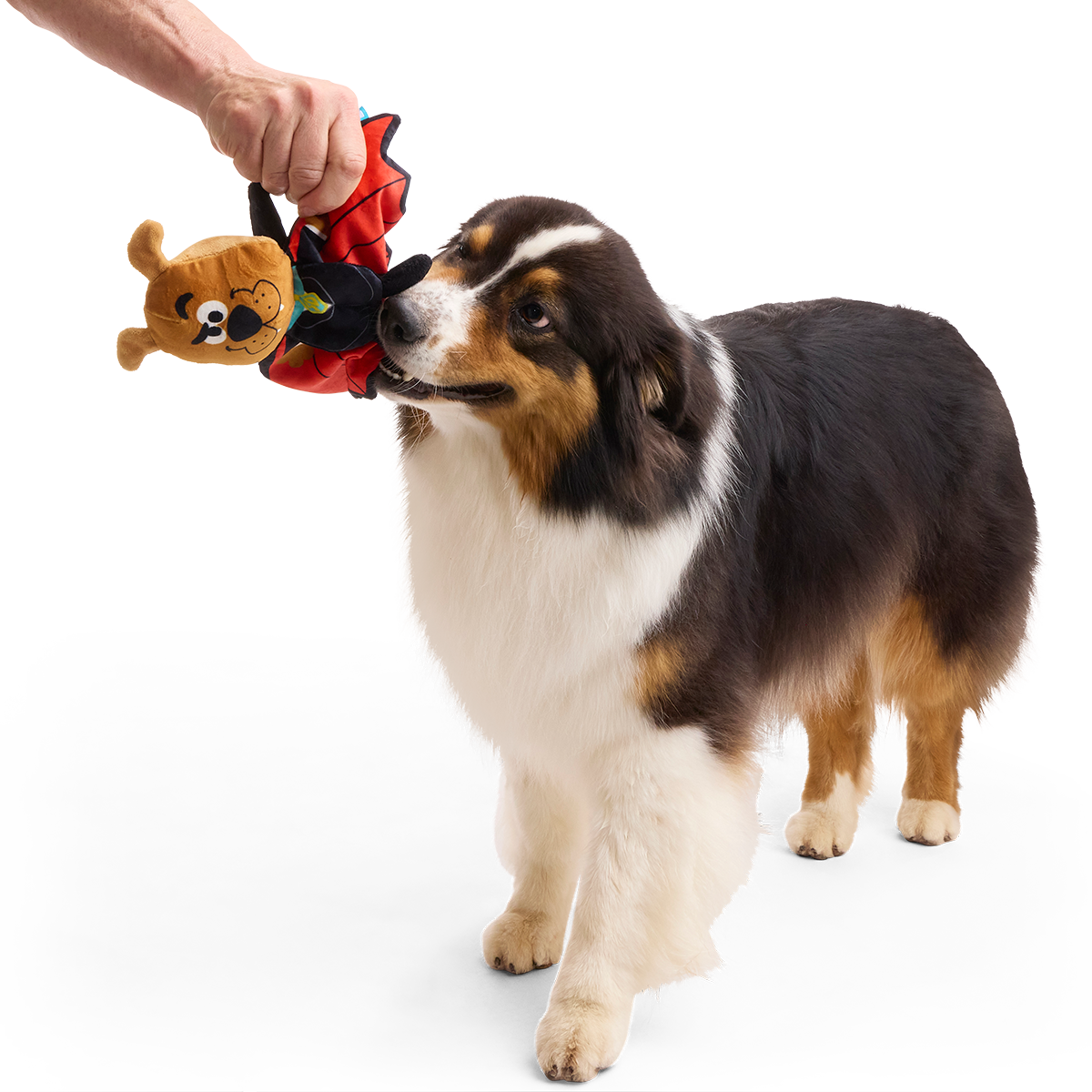 Count Scooby-Dooby-Doo™ Plush Tug Dog Toy