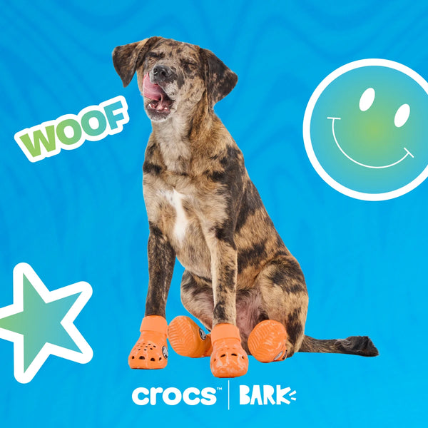 Croctober Offer: FREE Crocs™ shoes for dogs!
