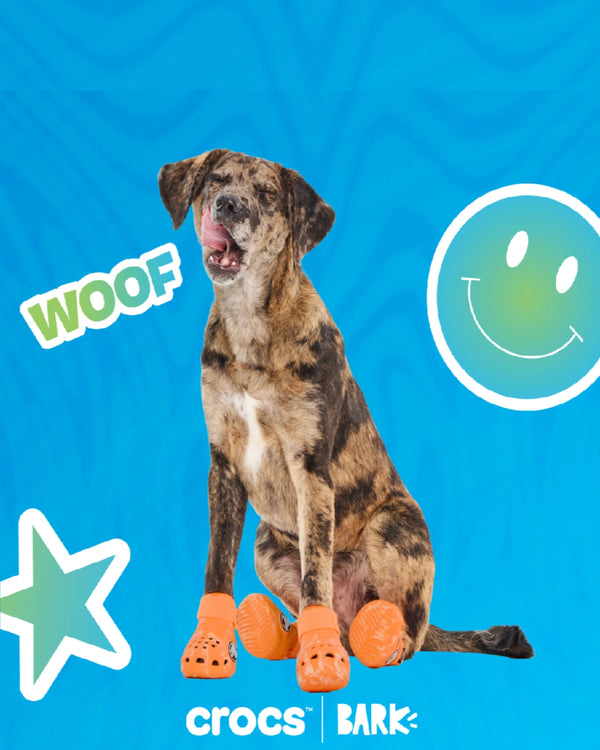 Croctober Offer: FREE Crocs™ shoes for dogs!