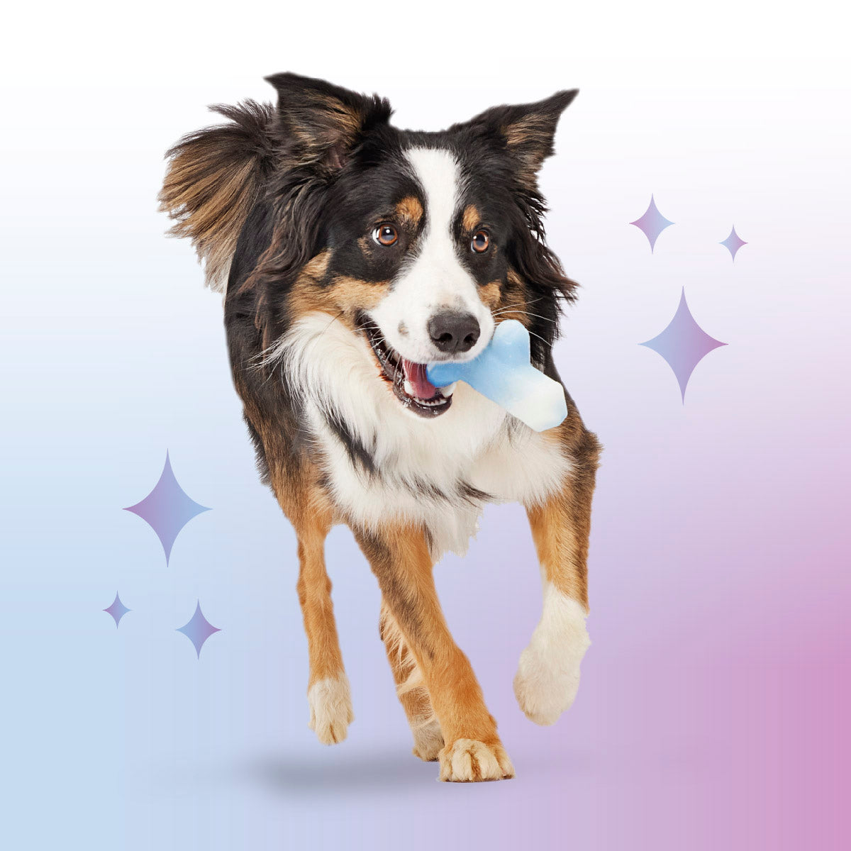 Crystal of the Month Club, Super Chewer Durable Monthly Dog Toys
