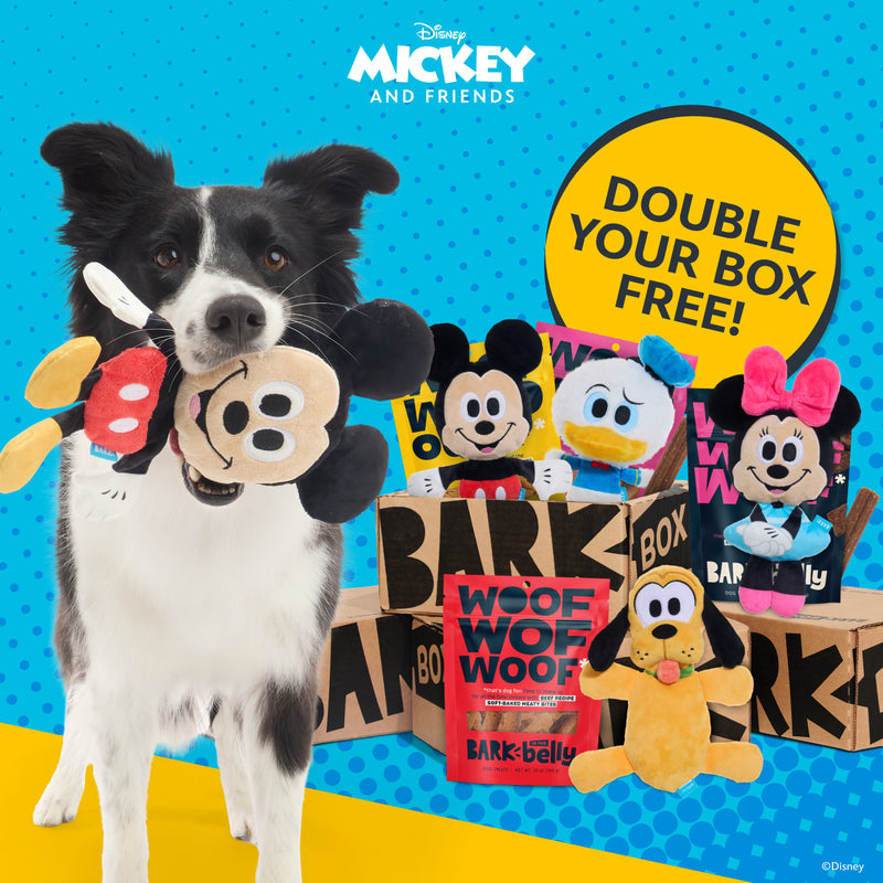 Dog Joy Delivered Every Month