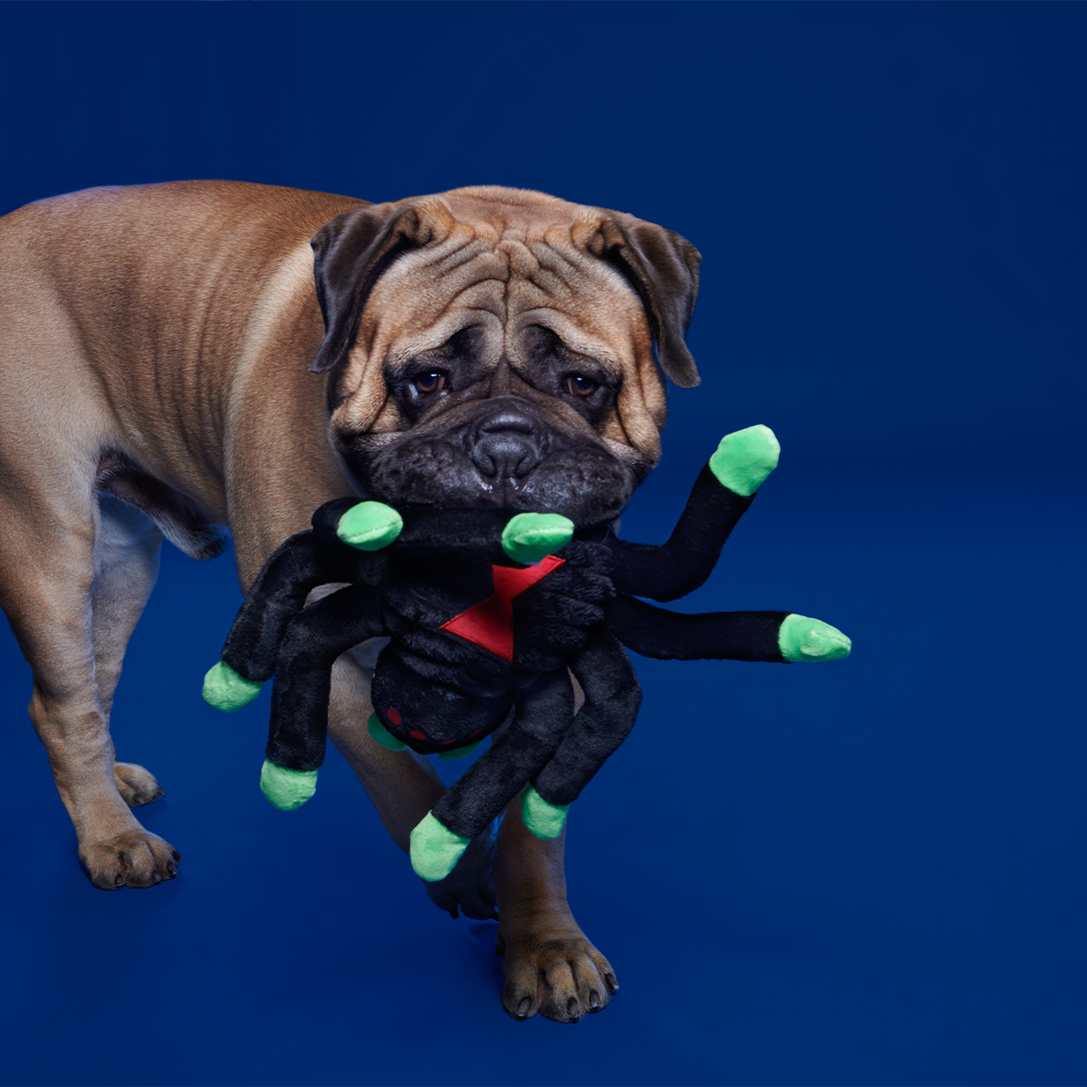 Dark Web Designer Plush Extra-Large + Tug Dog Toy