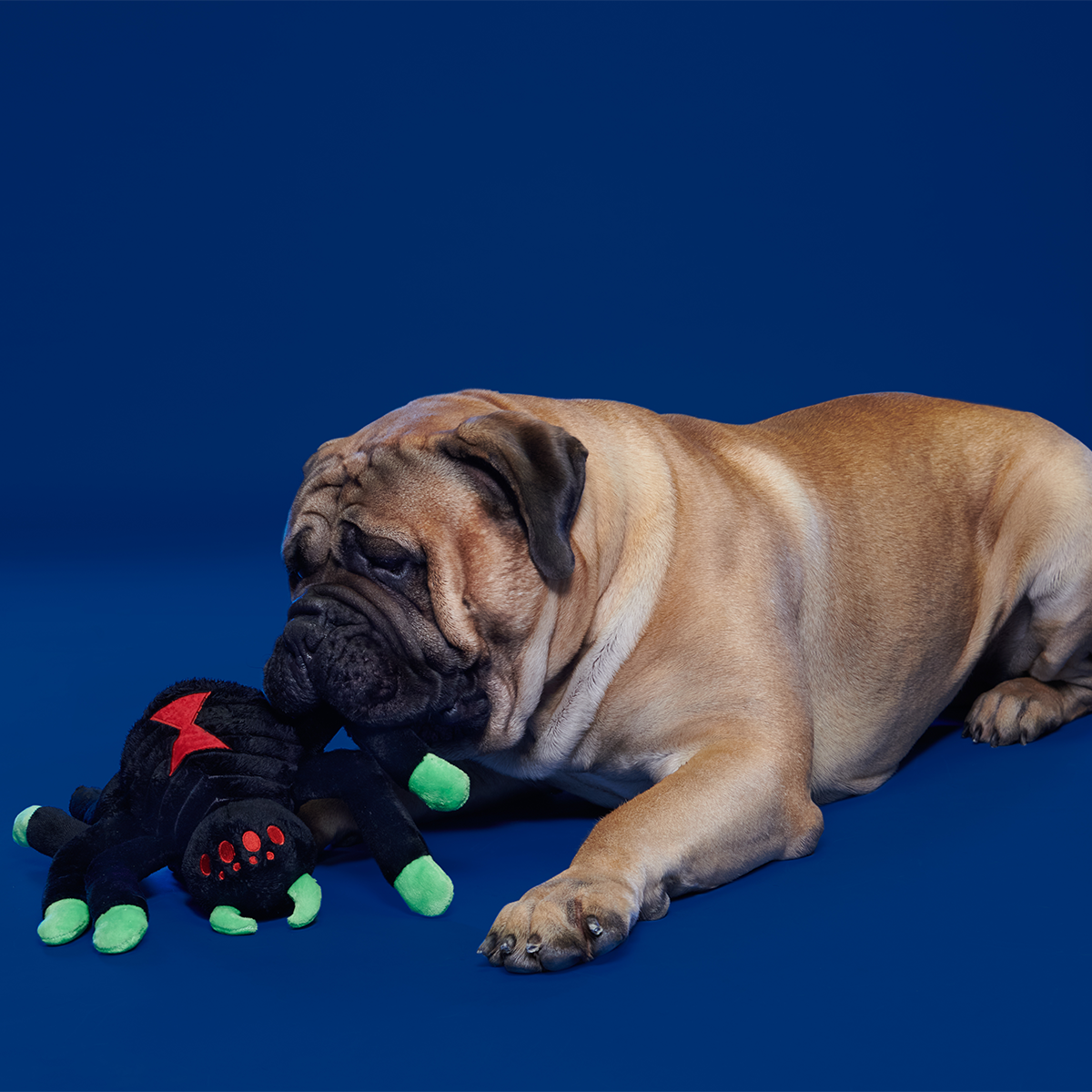 Dark Web Designer Plush Extra-Large + Tug Dog Toy
