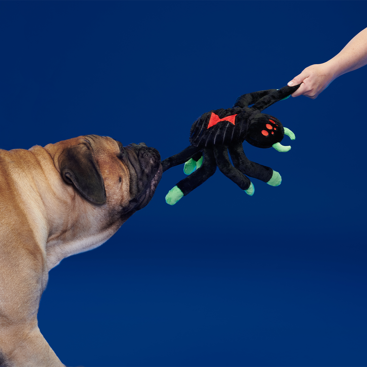 Dark Web Designer Plush Extra-Large + Tug Dog Toy