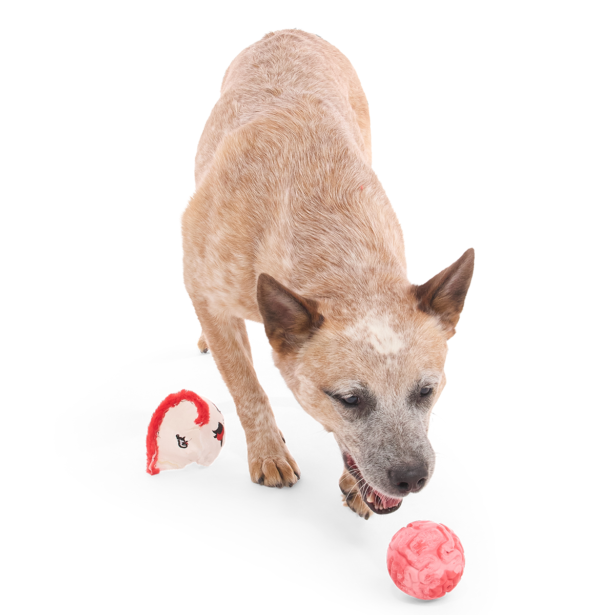 Dead Head Super Chewer Durable 2-in-1 + Fetch Dog Toy