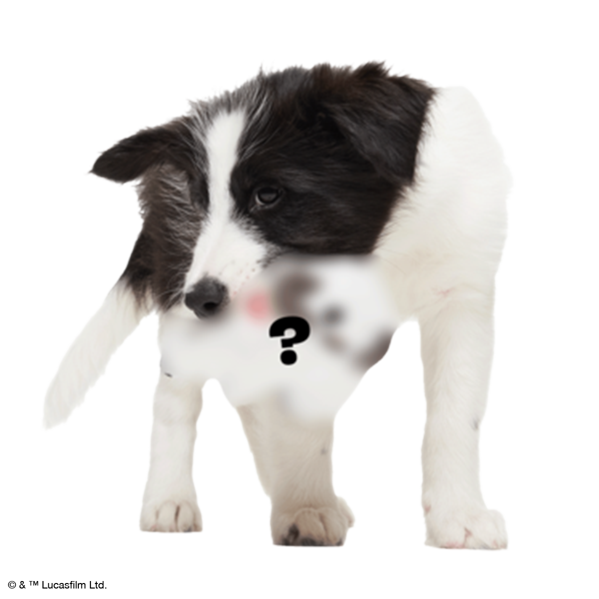 Star Wars™ Creature Club, Plush Monthly Dog Toys
