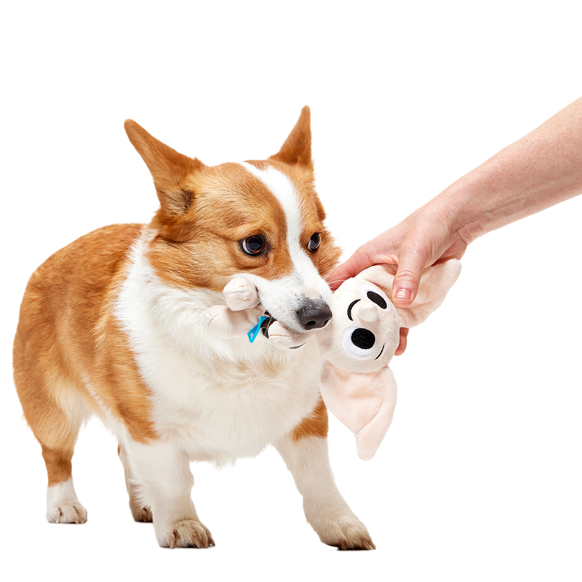 Dobby™ Plush 2-in-1 + Tug Dog Toy