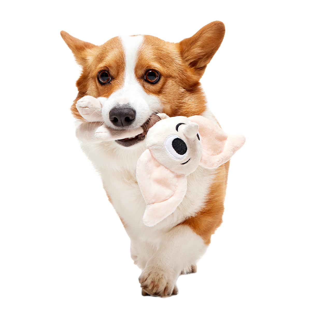 Dobby™ Plush 2-in-1 + Tug Dog Toy