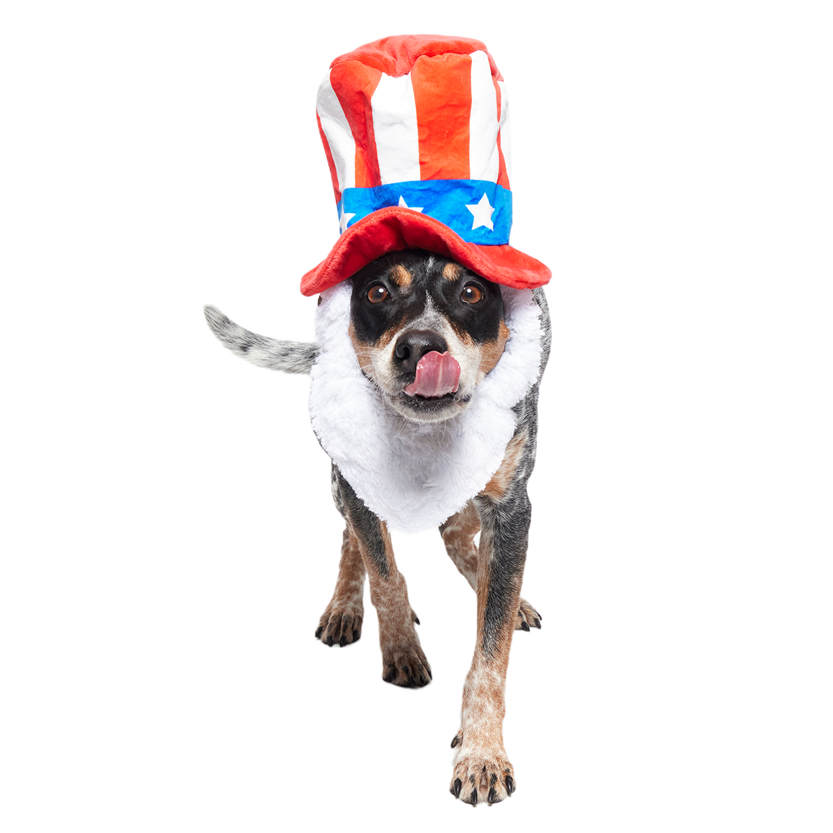 Dog Bless America Plush Wearable Tug Dog Toy