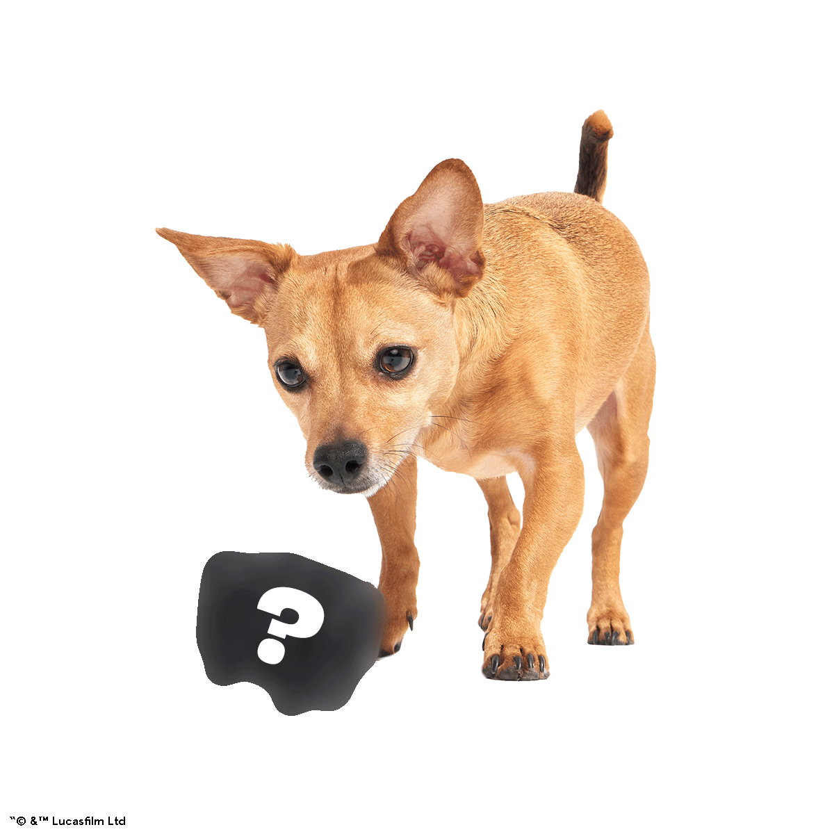 Star Wars™ Droid Smugglers Club