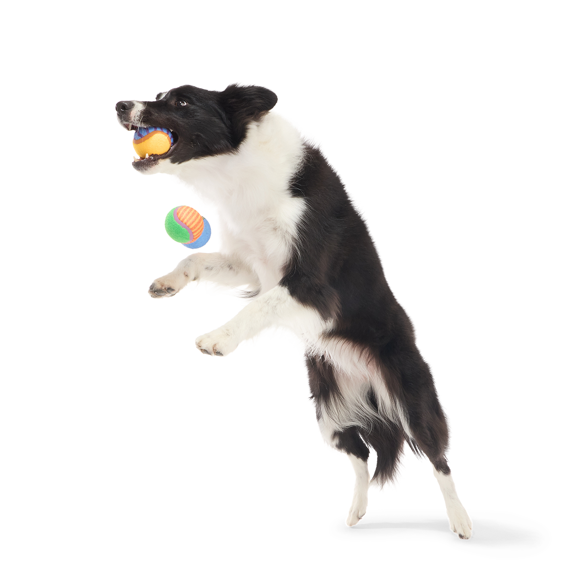 Tennis Ball Club, 3 Squeaky Monthly Tennis Ball Dog Toys