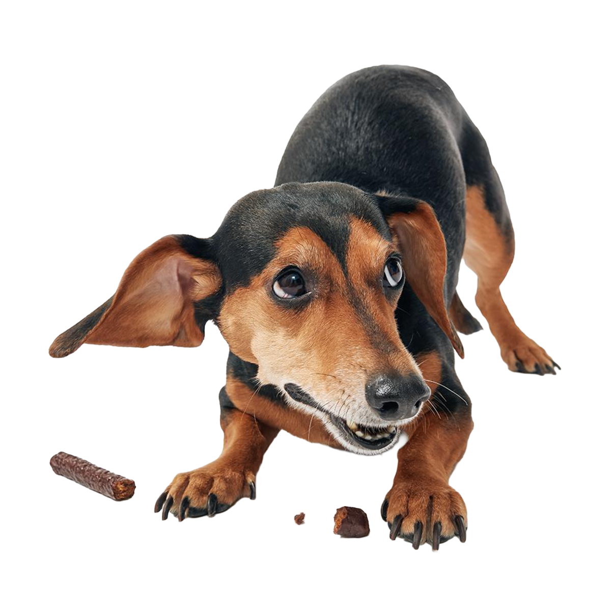 Duck Thinkers Stick Duck Hard & Chewy Dog Treats