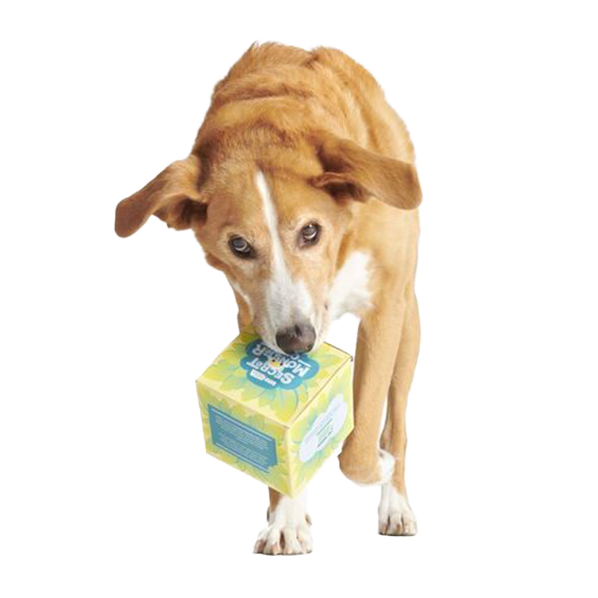 Secret Monster Club, Super Chewer Durable 2-in-1 Rip and Reveal Monthly Dog Toys