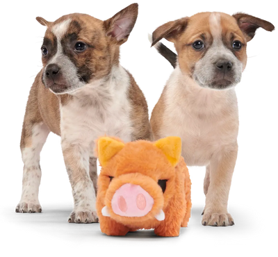 BarkBox key art