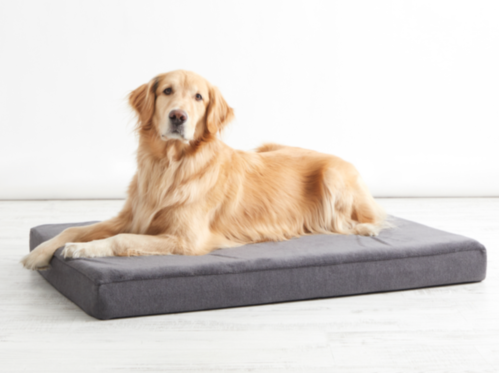 Platform Dog Bed