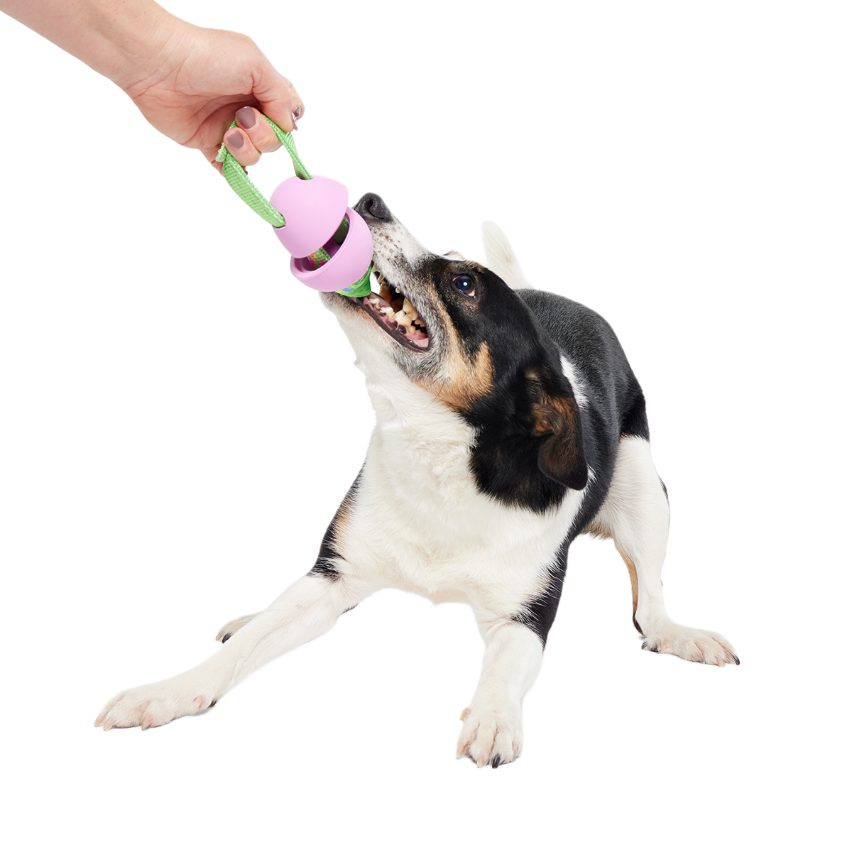 Egg-O-War Tug Super Chewer Durable Tug + Enrichment Dog Toy