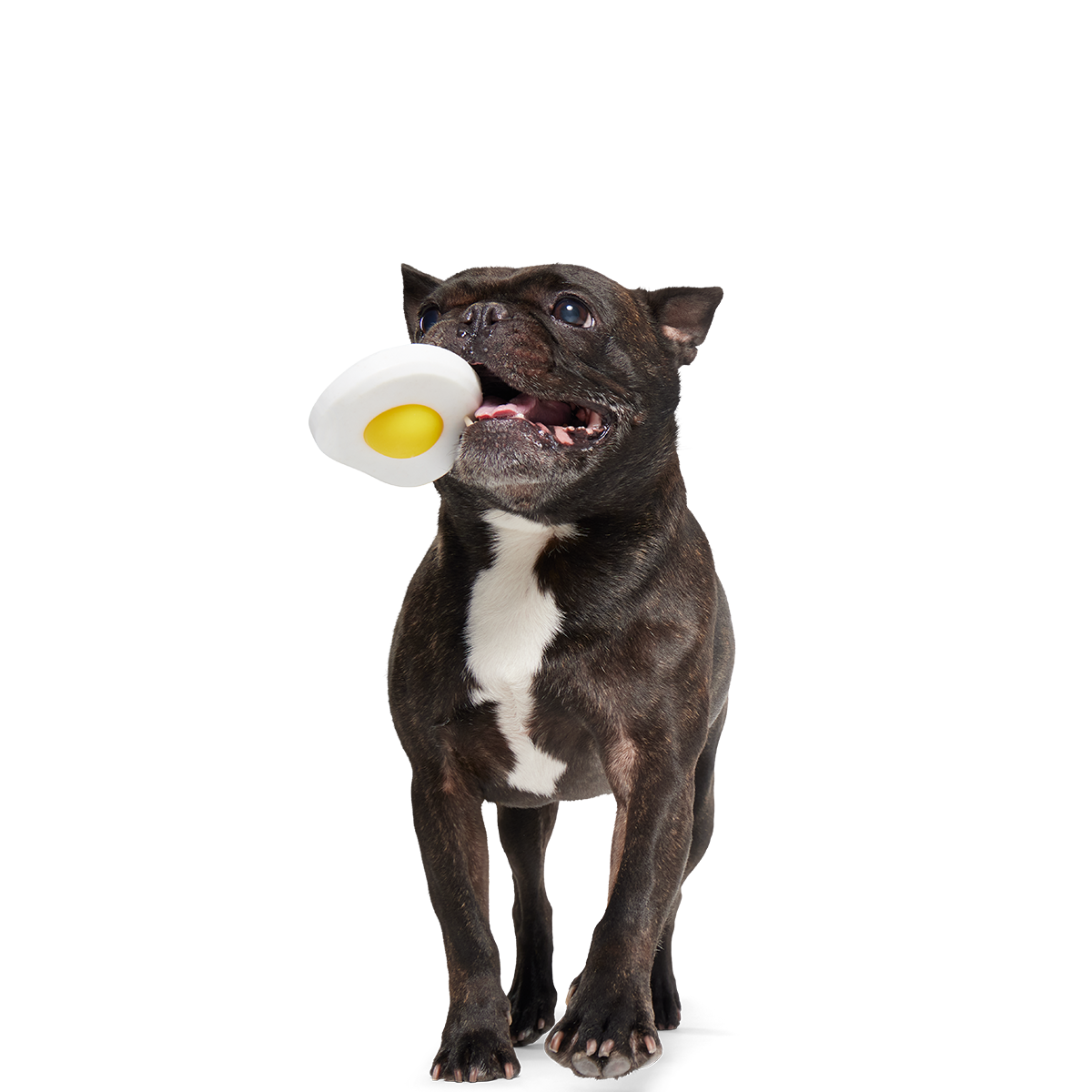 Egg Over Hard Super Chewer Durable Gnaw Dog Toy