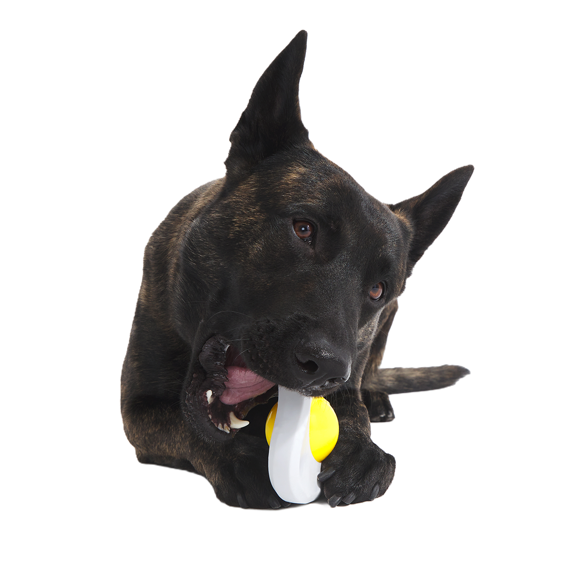 Egg Over Hard Super Chewer Durable Gnaw Dog Toy