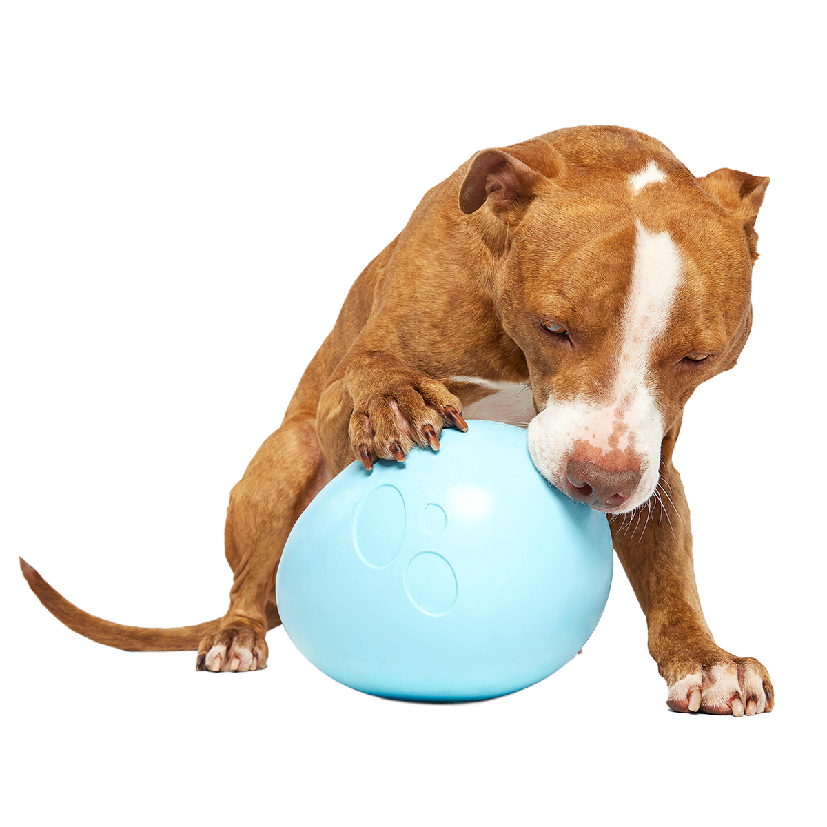 Eggstra Large Easter Egg Super Chewer Durable Extra-Large Fetch Dog Toy