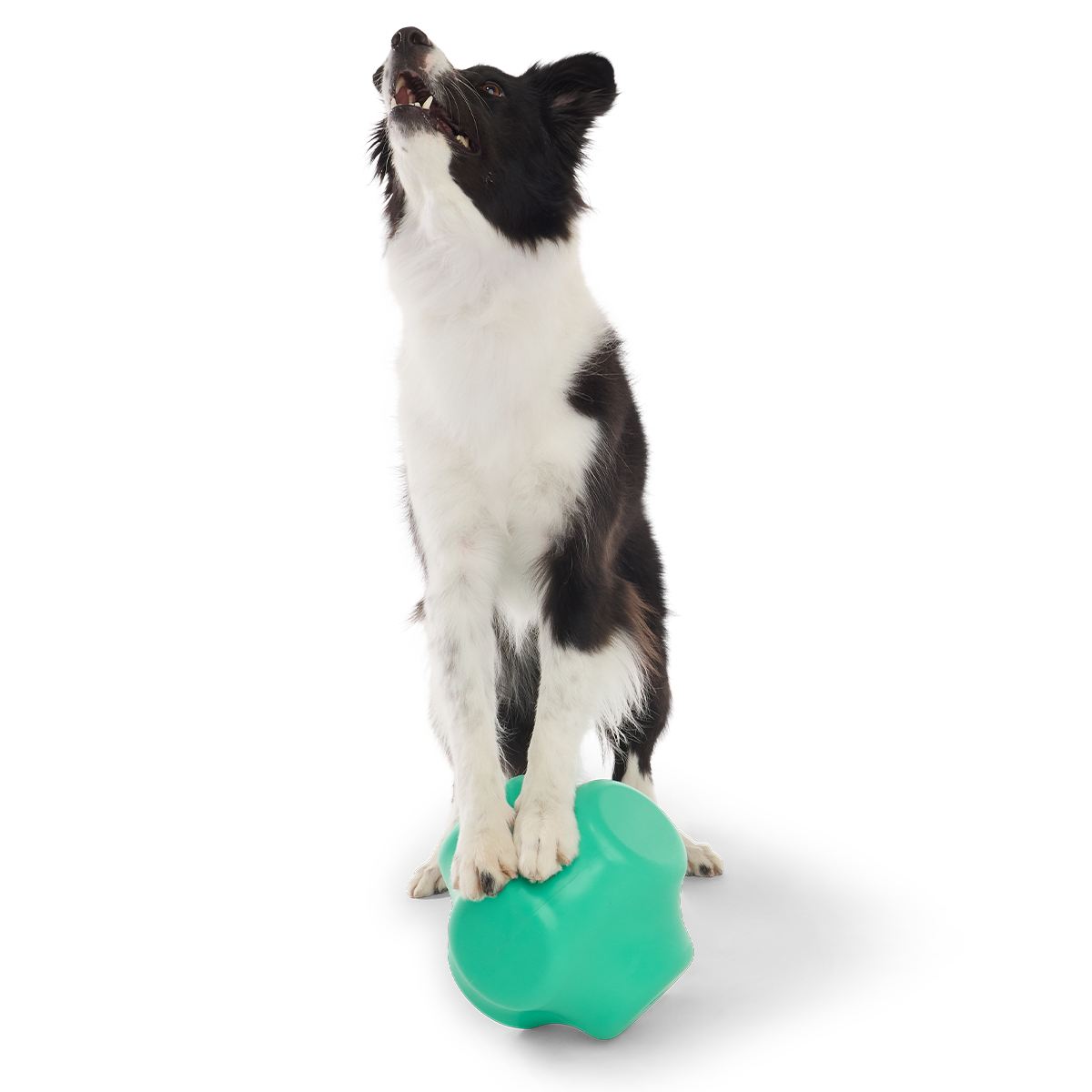 Evergreen Bolder Super Chewer Durable Gnaw Dog Toy