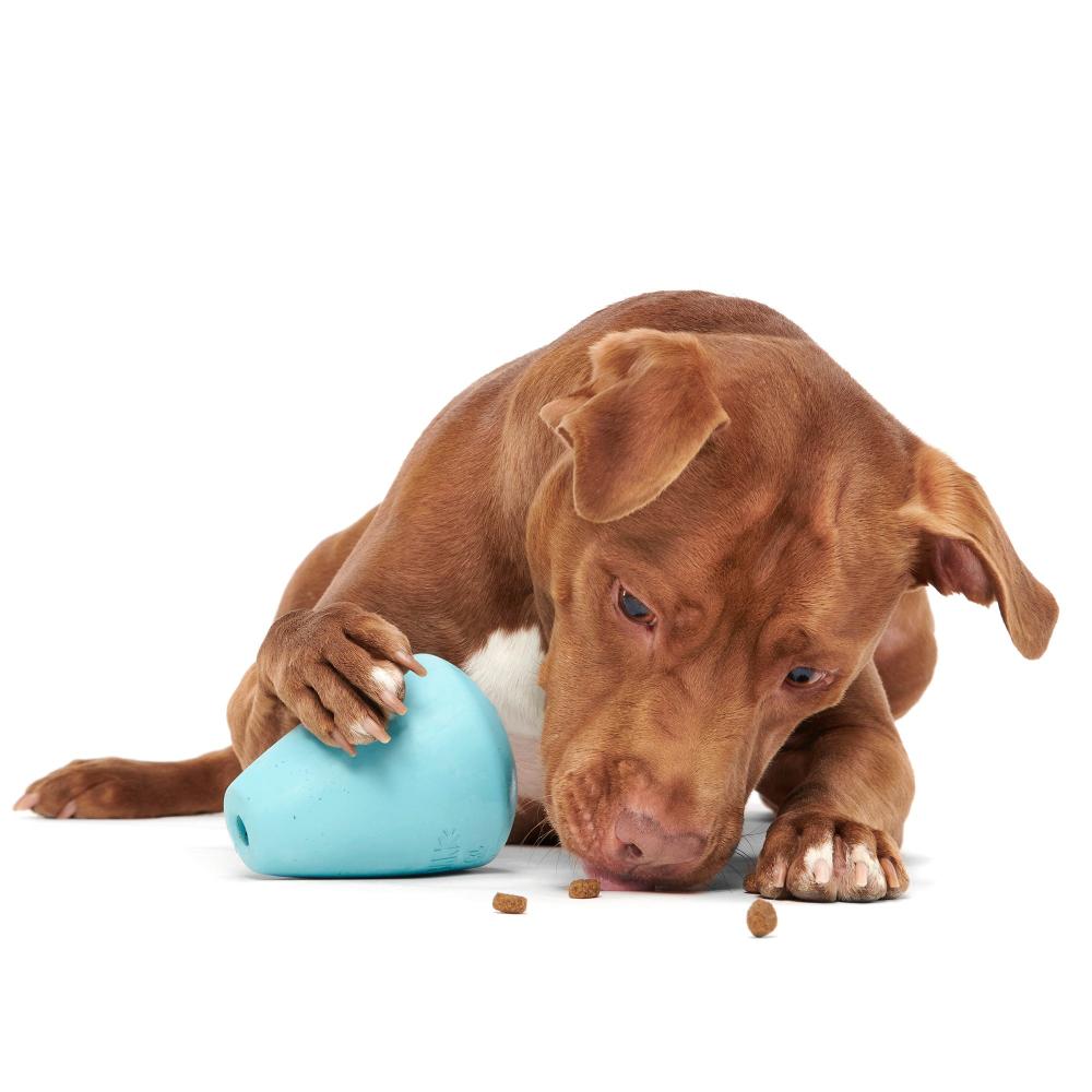 brown dog playing with treat dispenser