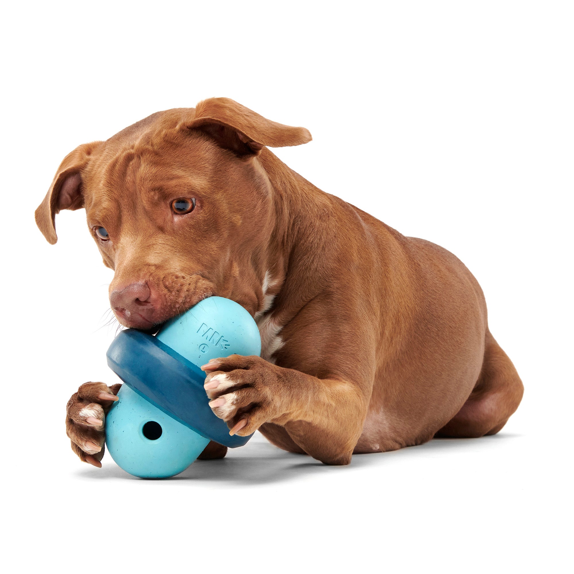 Pet Supplies : Dog Puzzle Toys, Squeaky Treat Dispensing Dog
