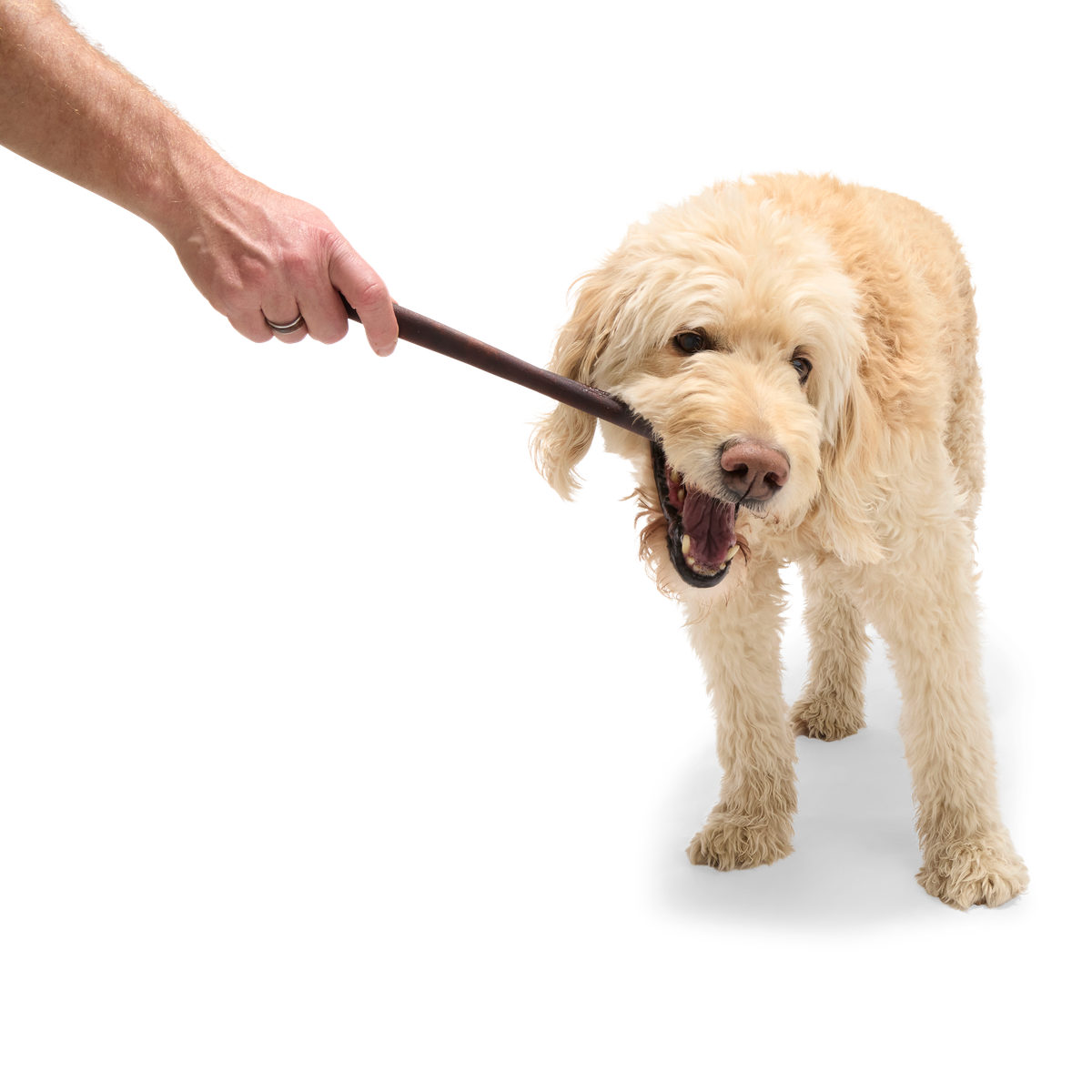 OOD_218117_12-INCH-BEEF-COLLAGEN-CHEW-5-COUNT_JOSIE_62117_cropped#Size_12"