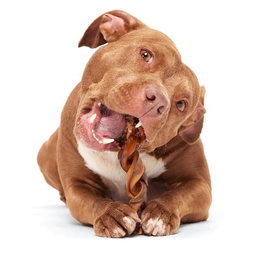 brown pit with chew toy