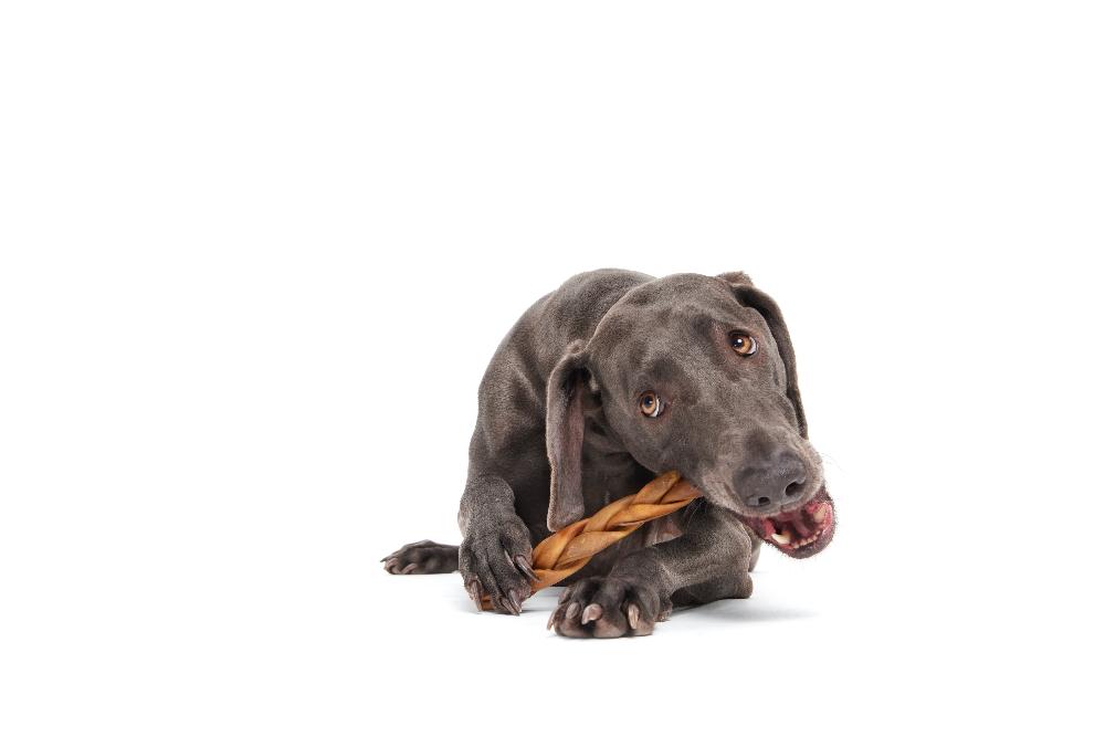 dog with braided chew