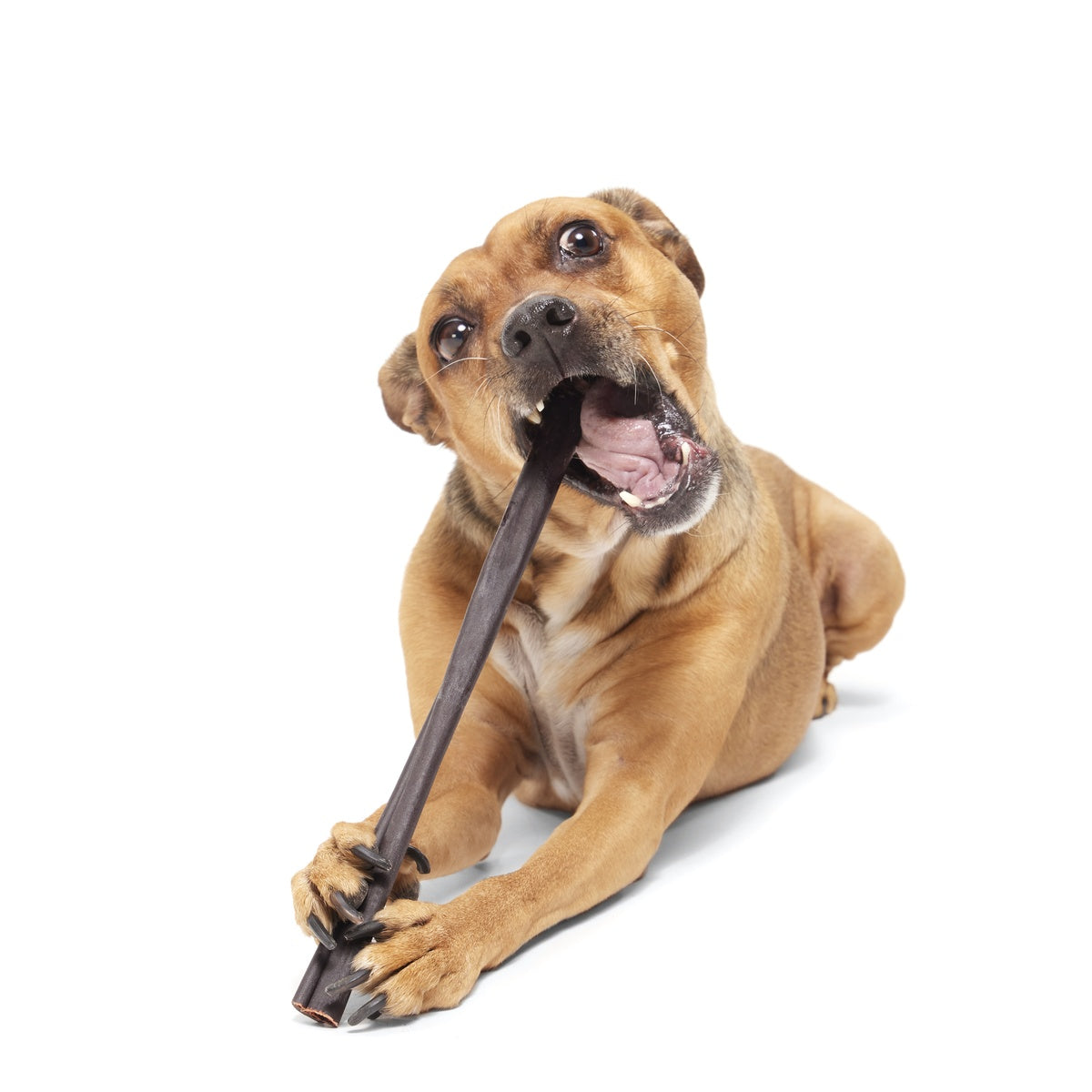 FOOD_ORIGINAL-COLLAGEN-CHEW-12-INCH_CHEWY_0216_cropped#Size_12 inch