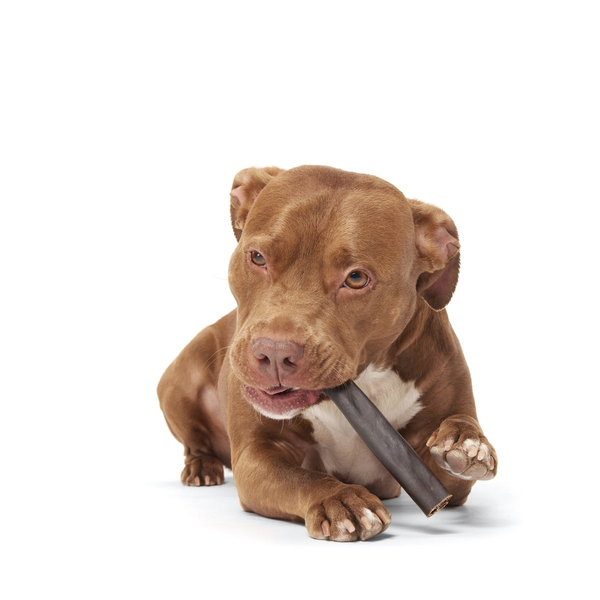 FOOD_ORIGINAL-COLLAGEN-CHEW-6-INCH_GINGER_1222_cropped#Size_6 inch