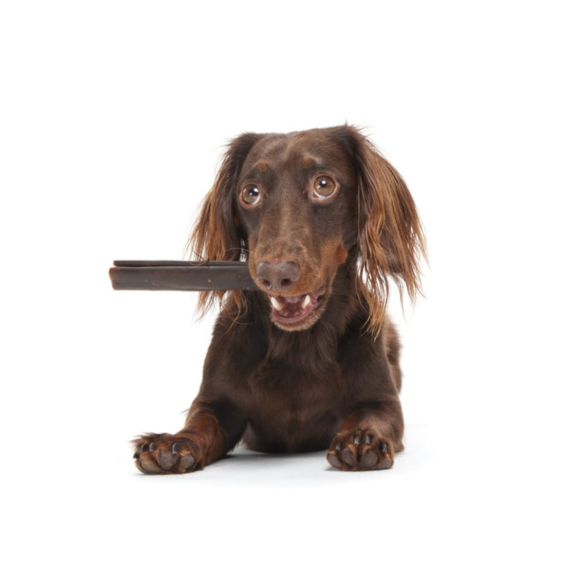 FOOD_ORIGINAL-COLLAGEN-CHEW-6-INCH_REMI_0579_cropped#Size_6 inch