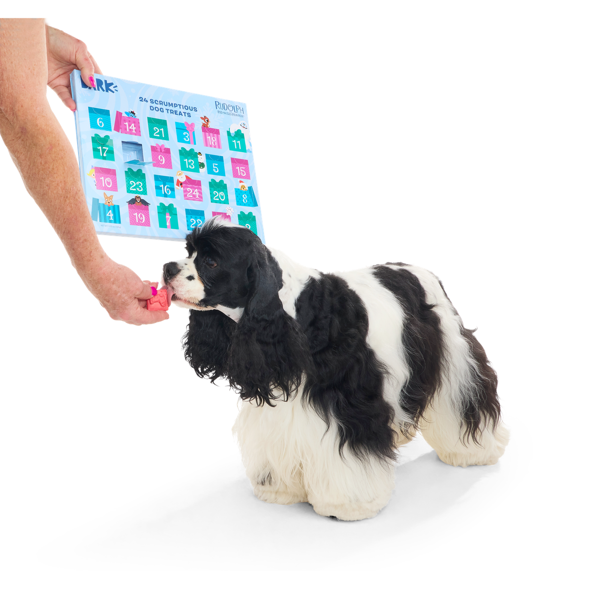 dog next to rudolph advent calendar