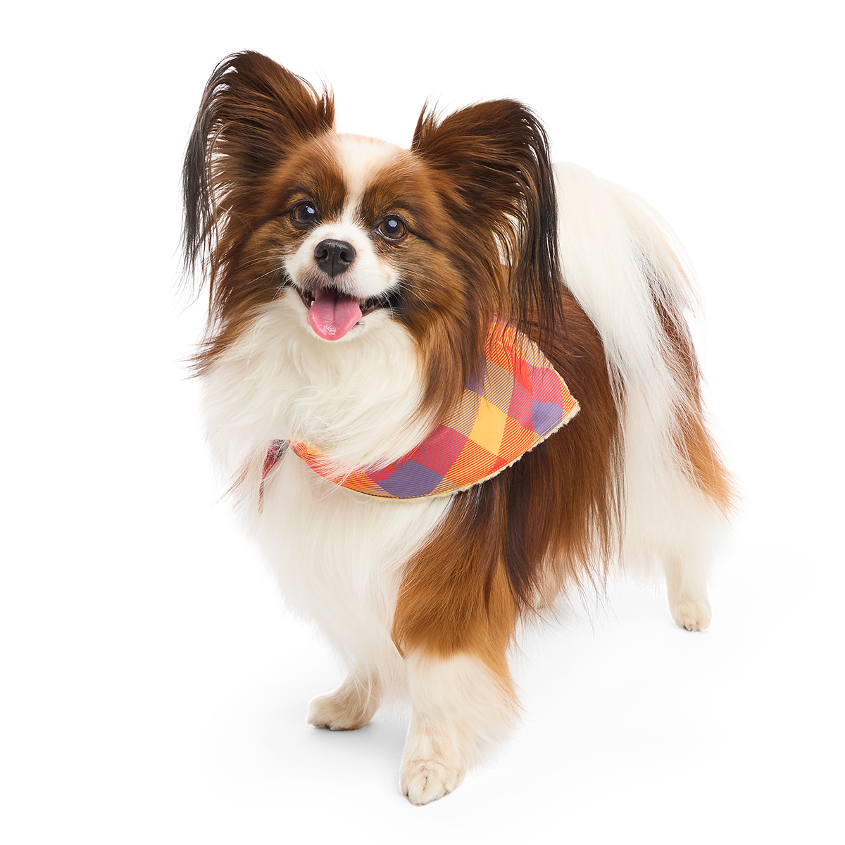 Fall Teddy Dog Bandana