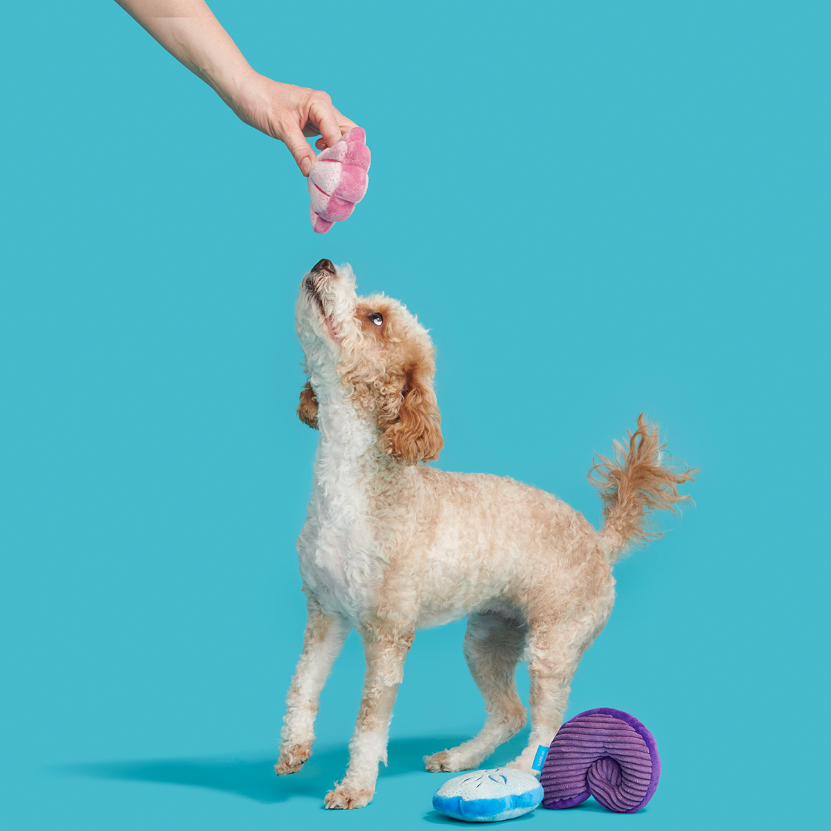 Fetchin' Squeakshells Plush Multi-Part Dog Toy