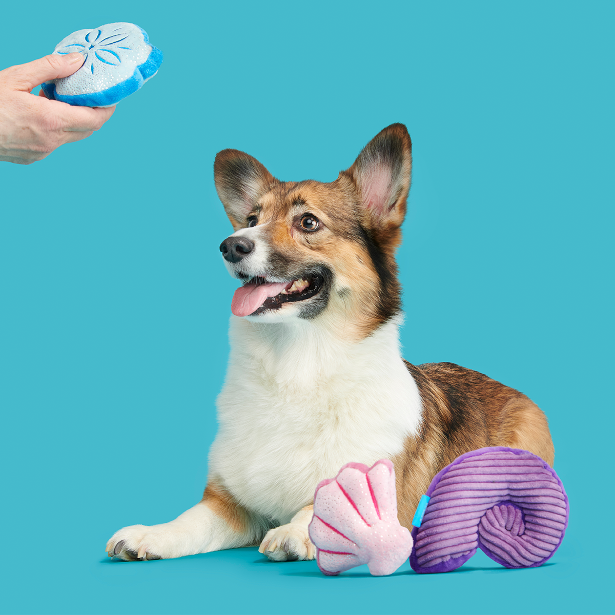 Fetchin' Squeakshells Plush Multi-Part Dog Toy