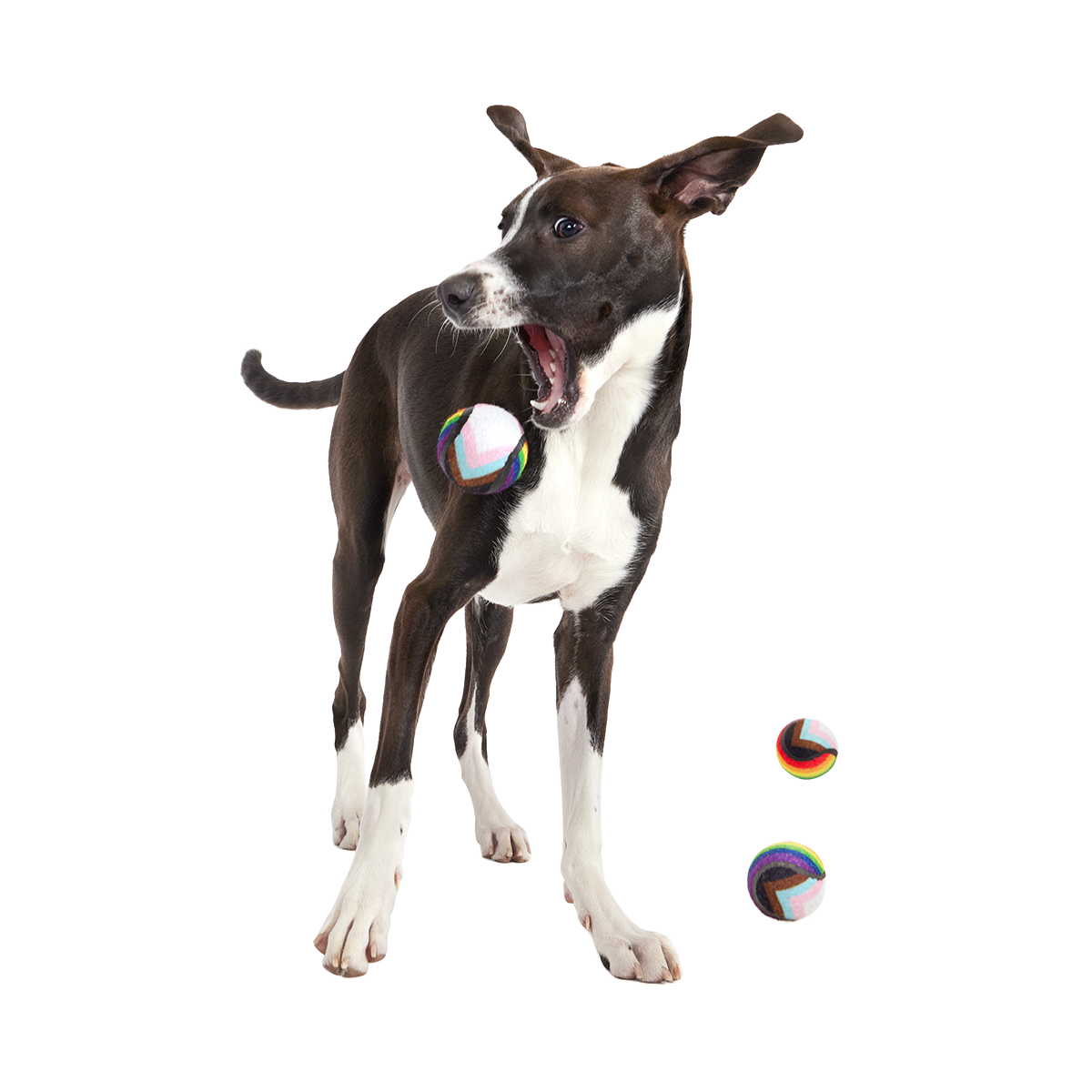 Fetch is Fetch Plush Multi-Part Dog Toy