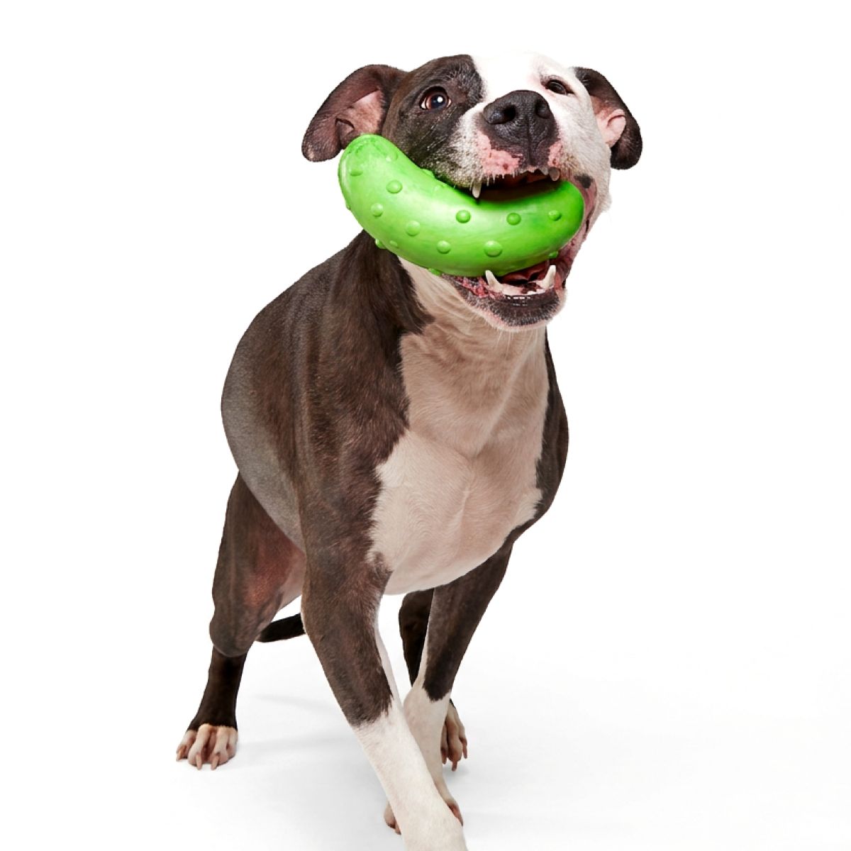 #Brand_superchewer #size_largedog #size_mediumdog