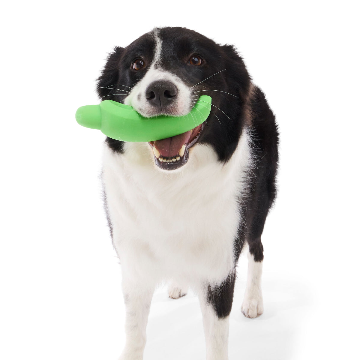 #Brand_superchewer #size_smalldog